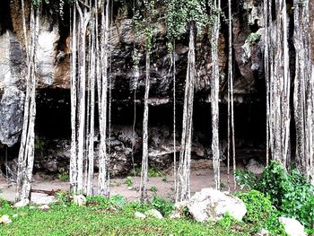 Trees growing in forest