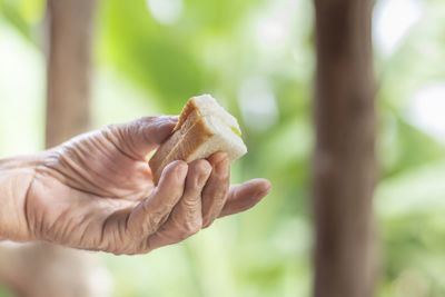 Close-up of hand holding apple