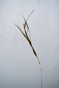 Close-up of insect on plant