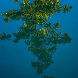 Low angle view of tree against clear blue sky
