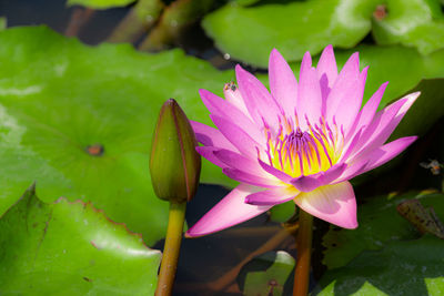 Close-up of lotus water lily in pond