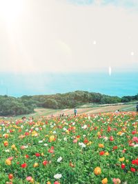 Scenic view of flowering plants on land against sky