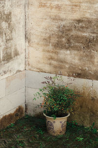 Potted plant against wall