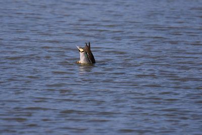 Duck diving in lake