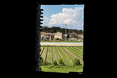 Plants growing on field by buildings against sky seen through window
