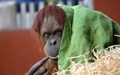 Close-up portrait of monkey