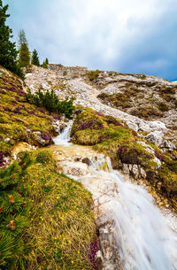 Plants growing on rock by stream against sky