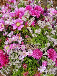 High angle view of pink flowering plants
