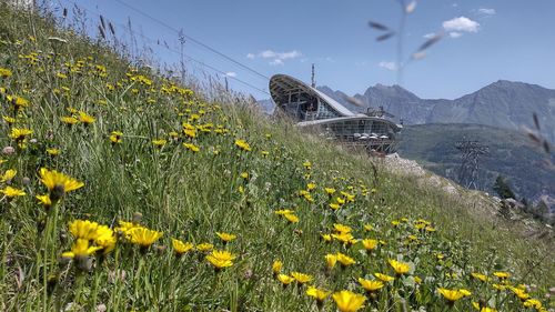 Scenic view of yellow flowering plants on land against sky