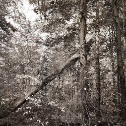 Trees in forest