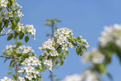 Low angle view of white flowering plant against sky