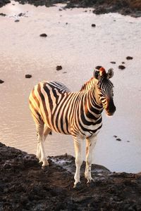 High angle view of zebra standing on rock by lake