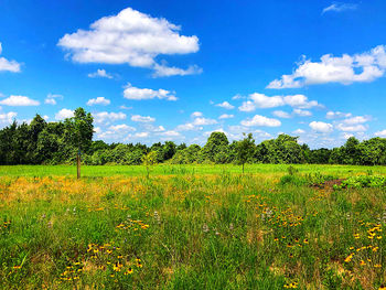 Scenic view of field against sky