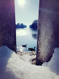 View of swans swimming in sea during winter