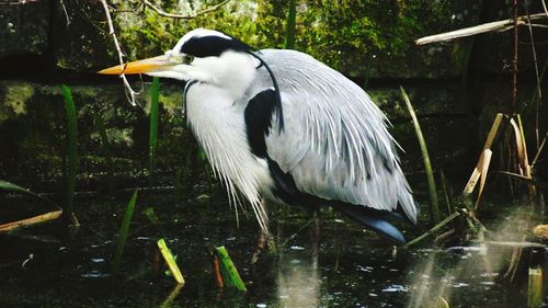 Close-up of gray heron by lake