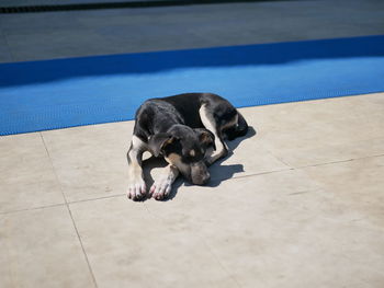 High angle view of puppy on floor