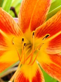 Close-up of orange day lily