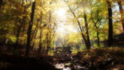 Trees in forest