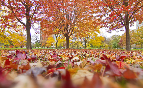 Autumn leaves on field