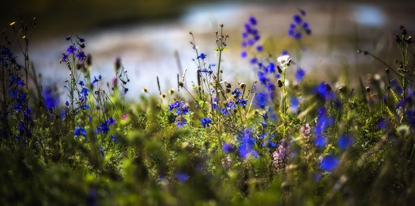Close-up of plants against blurred background