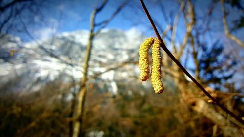 Low angle view of plant against sky