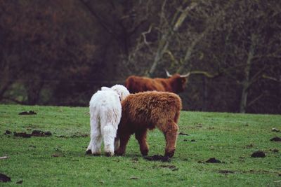 Horses grazing in a field