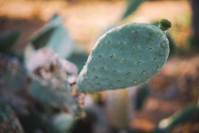 Close-up of succulent plant