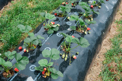 High angle view of plants growing on field