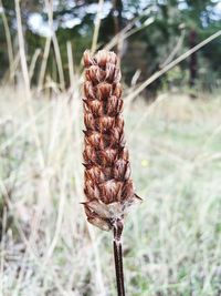 Close up of pine cone