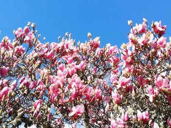 Low angle view of pink cherry blossoms in spring