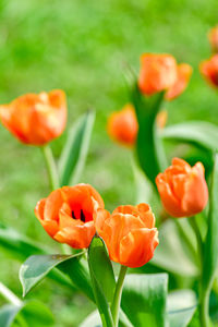 Close-up of orange tulips