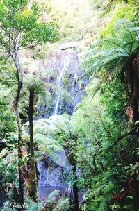 Scenic view of waterfall in forest