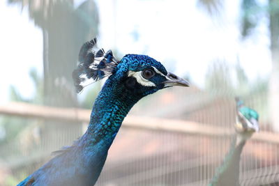 Close-up of a peacock