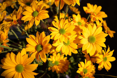 Close-up of yellow flowering plants