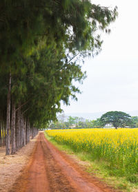 Road amidst trees on field against sky