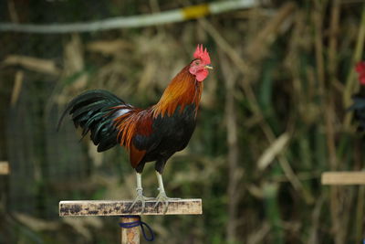 Close-up of rooster on wood