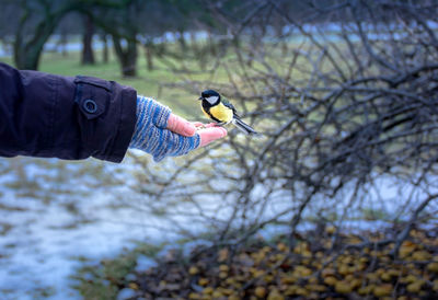 Low angle view of bird perching on branch