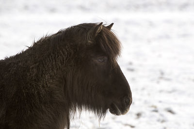 Portrait of a black icelandic horse in wintertime