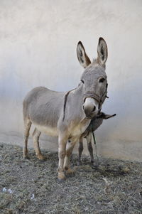 Donkey standing on field