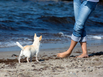 Low section of man with dog on beach