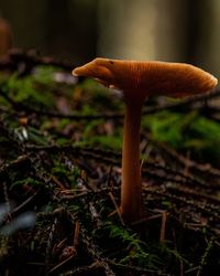 Close-up of mushroom growing on field