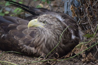 Close-up of eagle