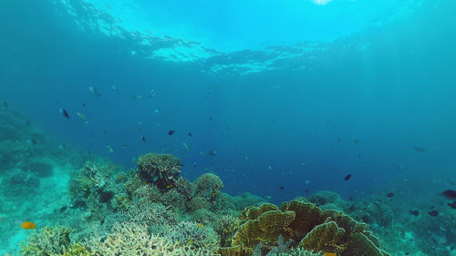 Fish swimming in sea