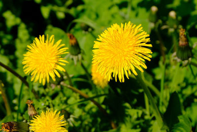 Close-up of yellow flowering plant