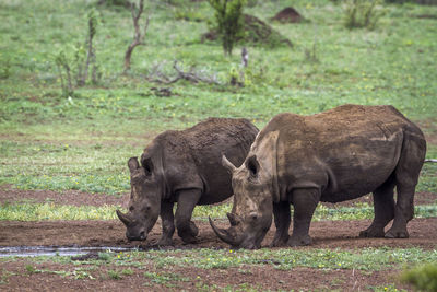 Rhinoceroses drinking water