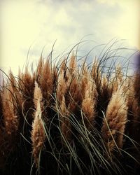 Close-up of wheat plants on field against sky