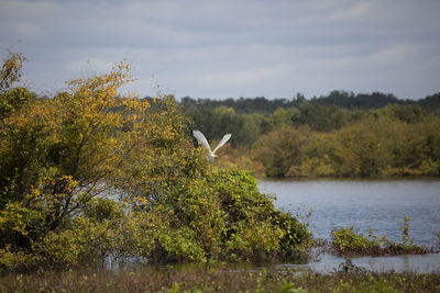 Great egret ardea alba taking off from a bush at the edge of a lake
