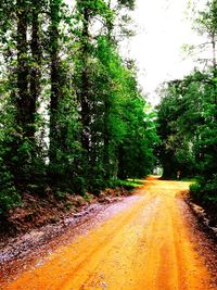 Road passing through forest