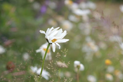 Close-up of white flowering plant in field