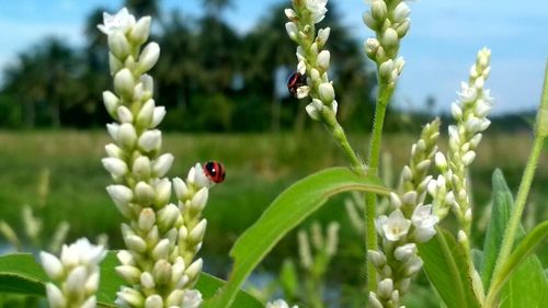 Close-up of ladybug on plant